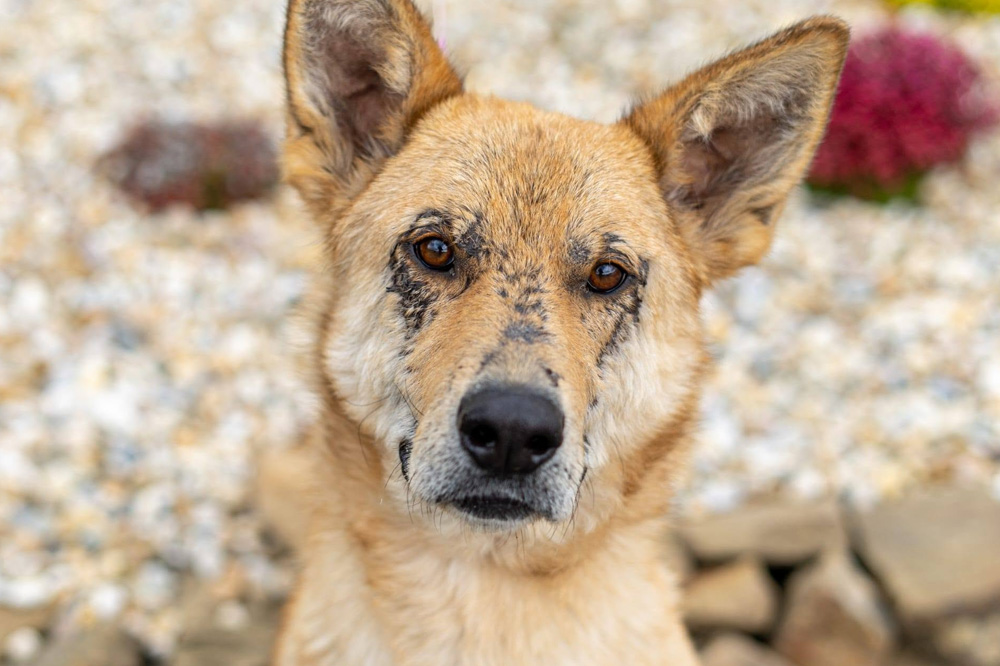 Ein Hund aus dem Tierschutz beim Tierschutzverein Tierhilfe Hohe Tatra e.V. Ein Hund aus dem Tierschutz beim Tierschutzverein Tierhilfe Hohe Tatra e.V.